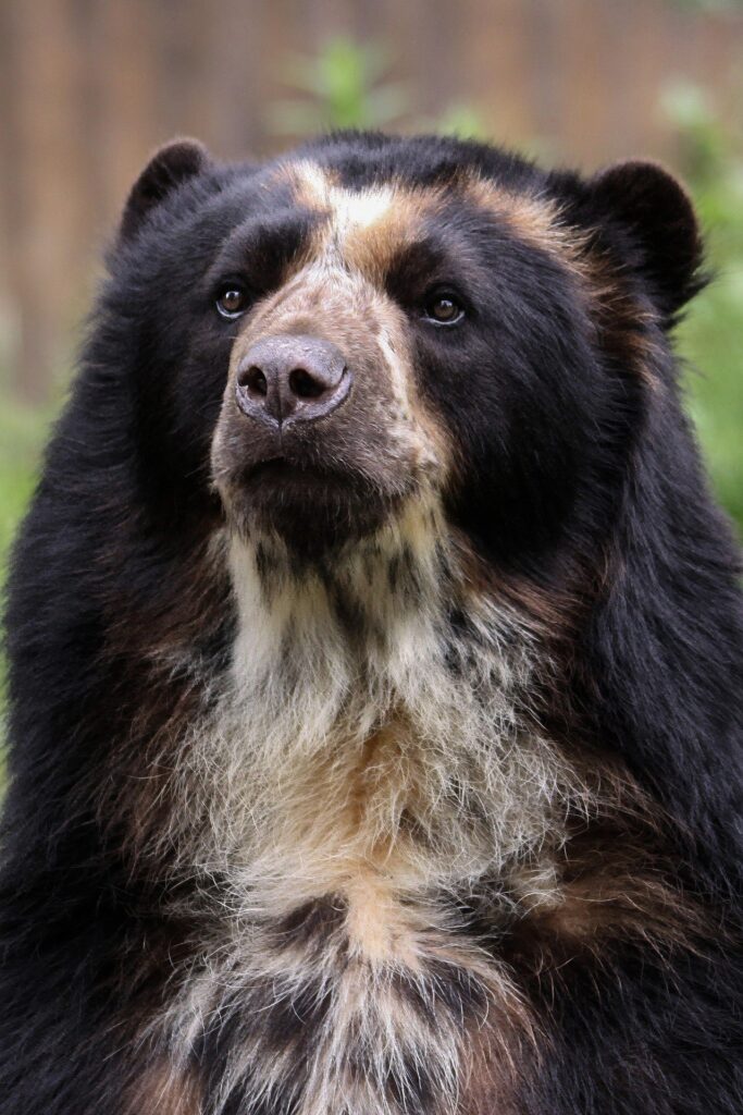 Portrait of a spectacled bear, the only bear species native to South America