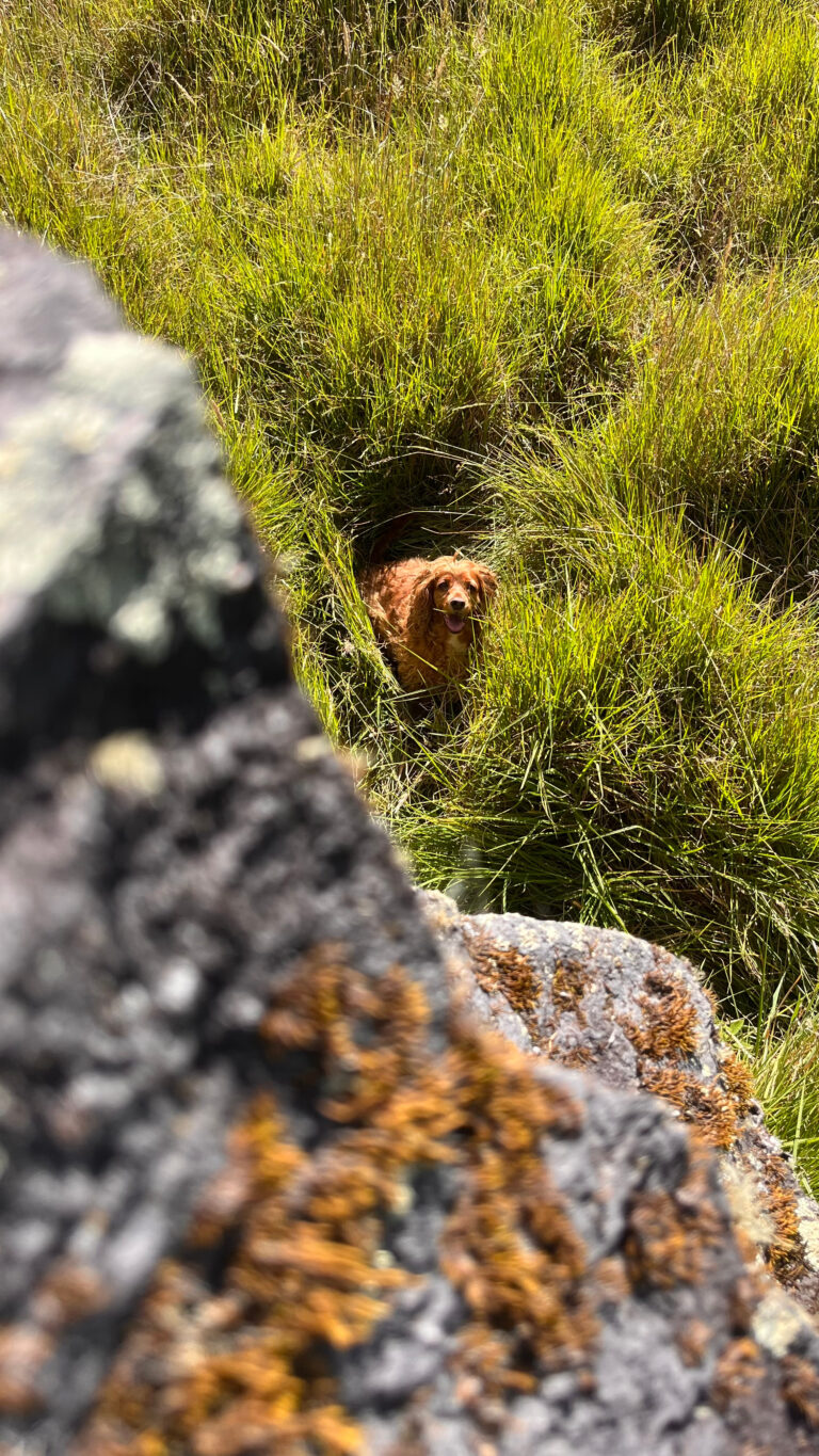 A dog half hidden in the tall grass of the páramo, seen from behind a rock