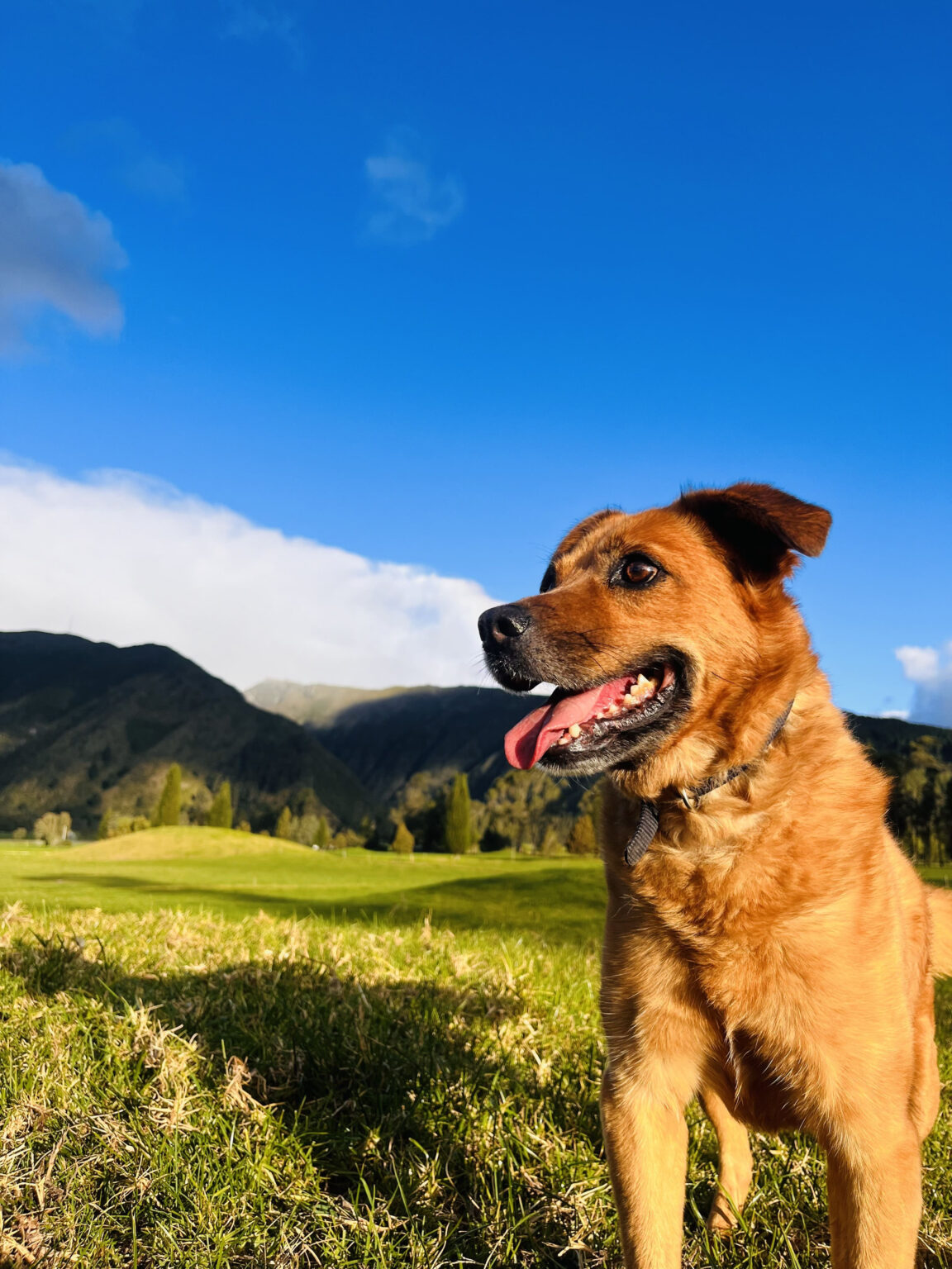 A smiling dog in the green páramo under a clear blue sky