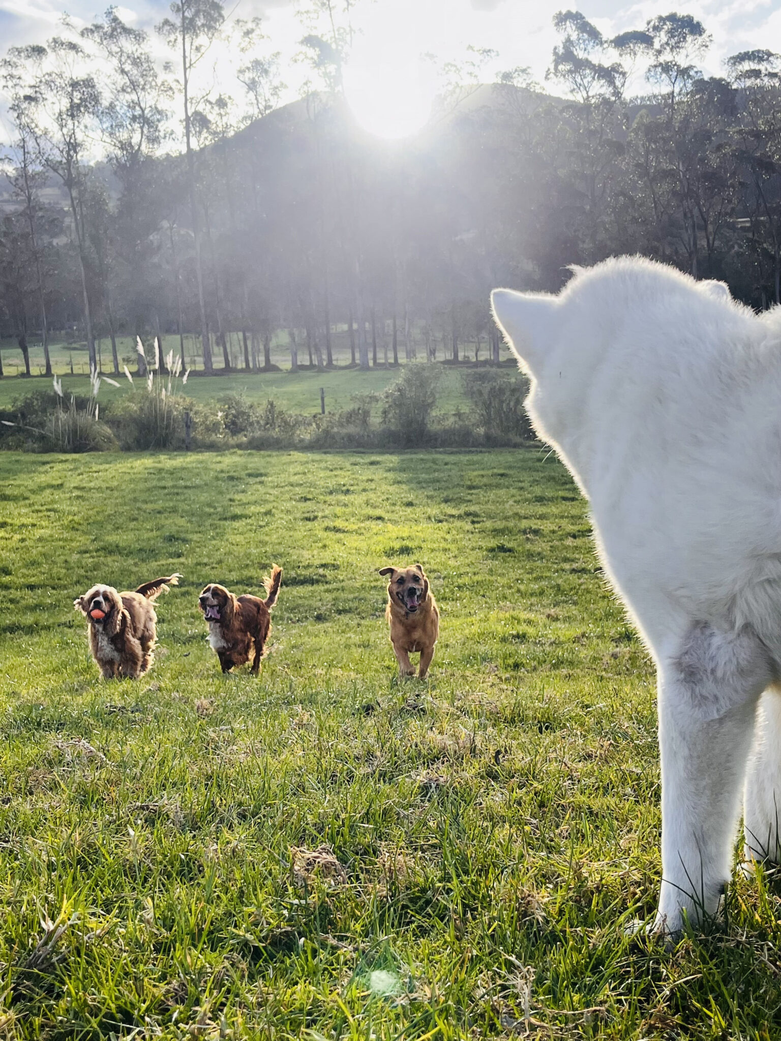 Tres perros corriendo por un prado verde iluminado por el sol hacia un perro blanco