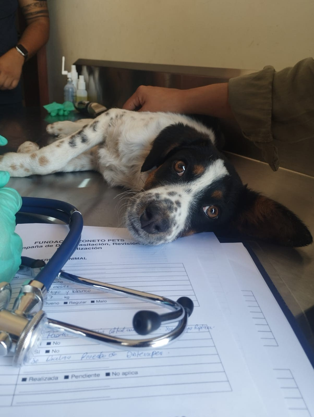 A veterinarian examines a black and white dog during a Zoneto Hero community campaign, next to its clinical record