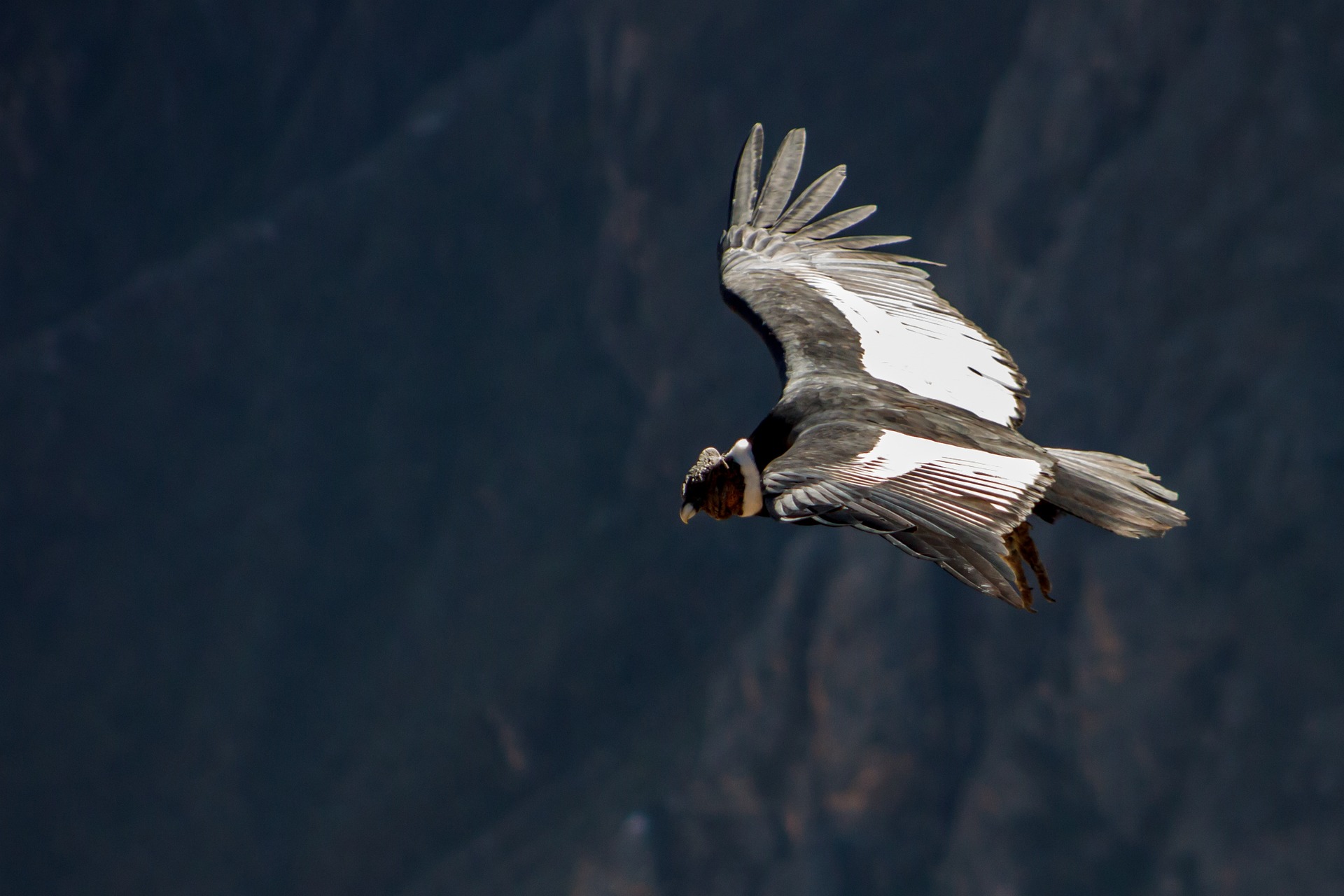 An Andean condor gliding over the mountains of the Ecuadorian páramo